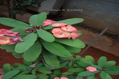 Euphorbia milii